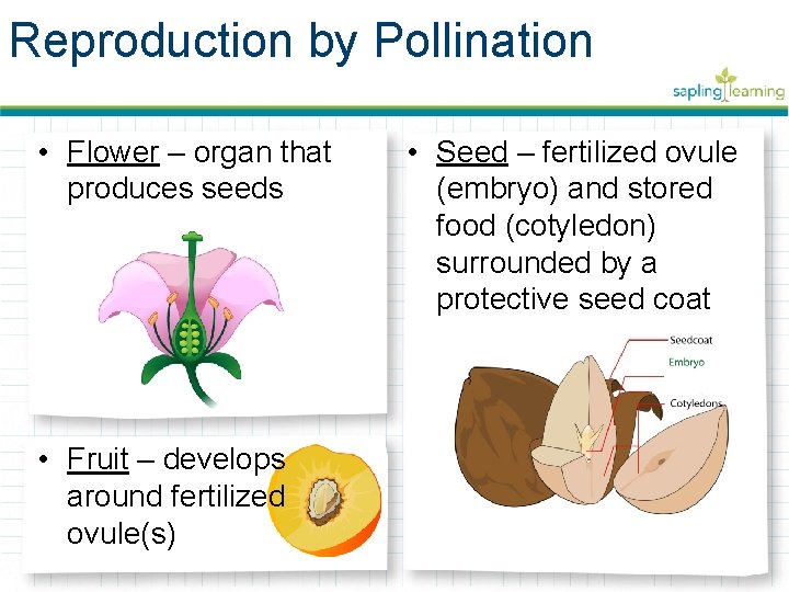 Reproduction by Pollination • Flower – organ that produces seeds • Fruit – develops