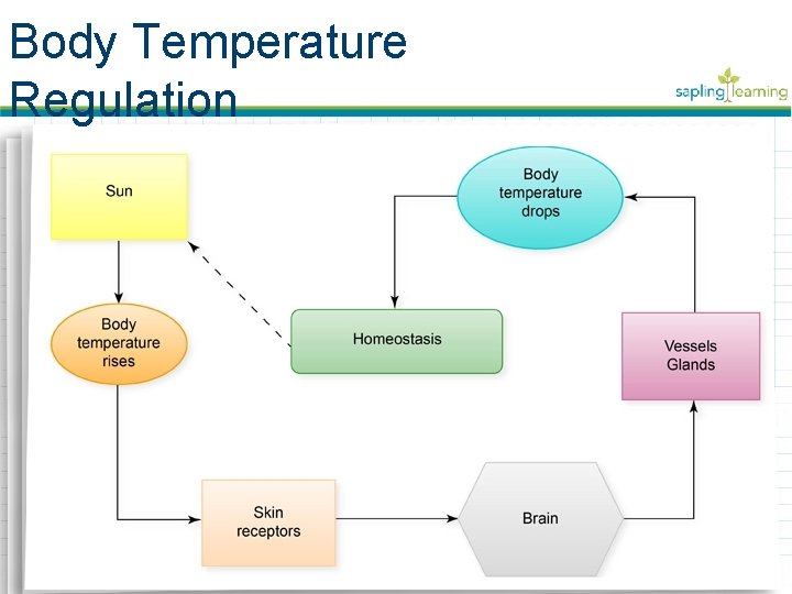 Body Temperature Regulation 