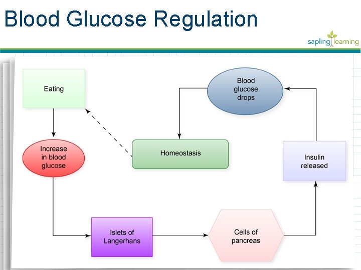 Blood Glucose Regulation 