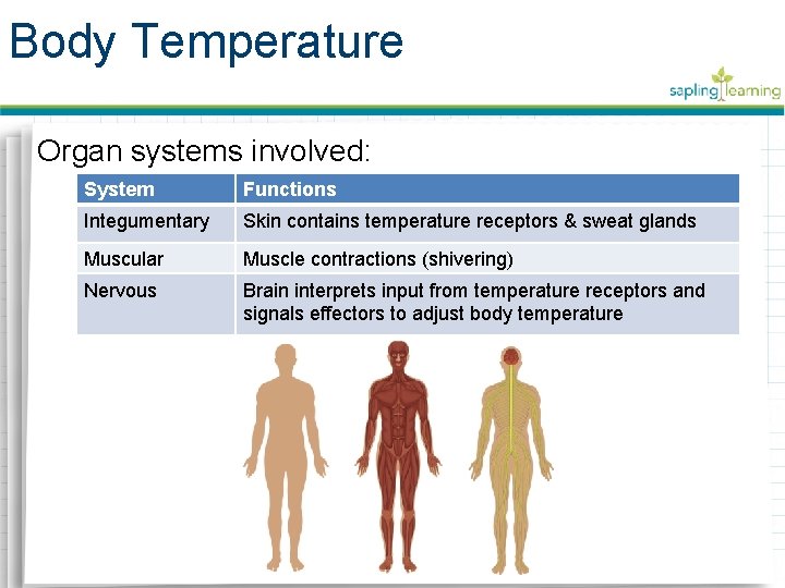 Body Temperature Organ systems involved: System Functions Integumentary Skin contains temperature receptors & sweat