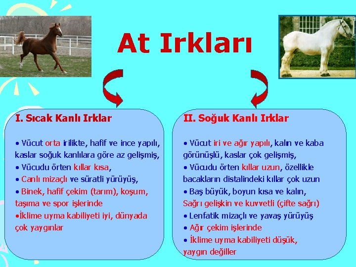 At Irkları I. Sıcak Kanlı Irklar II. Soğuk Kanlı Irklar • Vücut orta irilikte,