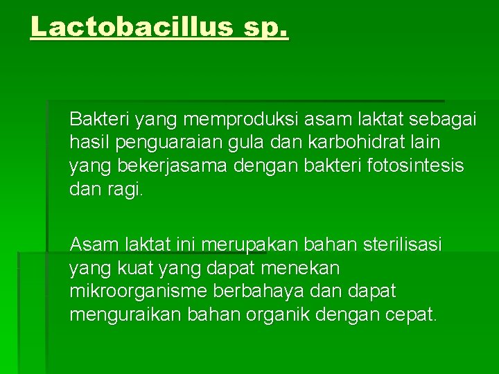 Lactobacillus sp. Bakteri yang memproduksi asam laktat sebagai hasil penguaraian gula dan karbohidrat lain