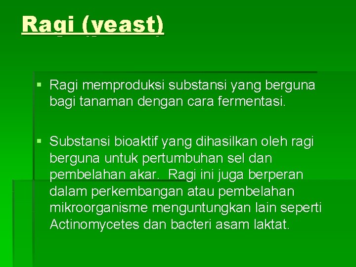 Ragi (yeast) § Ragi memproduksi substansi yang berguna bagi tanaman dengan cara fermentasi. §