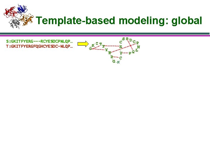 Template-based modeling: global S: GKITFYERG---RCYESDCPNLQP… T: GKITFYERGFQGHCYESDC-NLQP… 