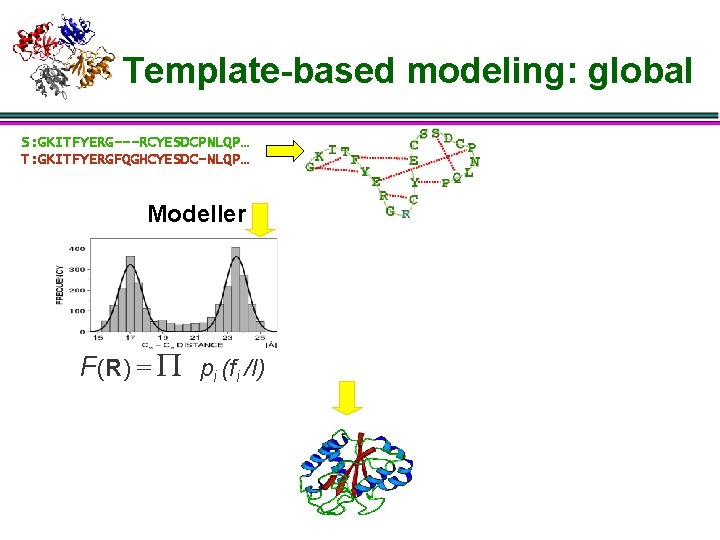 Template-based modeling: global S: GKITFYERG---RCYESDCPNLQP… T: GKITFYERGFQGHCYESDC-NLQP… Modeller F(R) = P pi (fi /I)