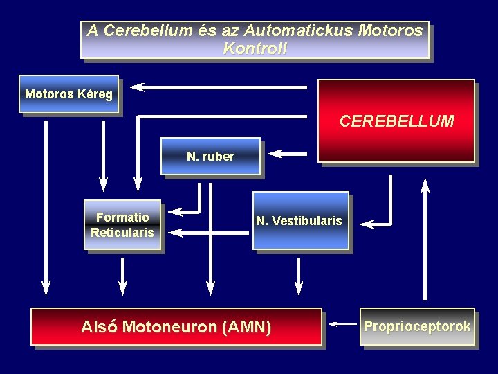 A Cerebellum és az Automatickus Motoros Kontroll Motoros Kéreg CEREBELLUM N. ruber Formatio Reticularis