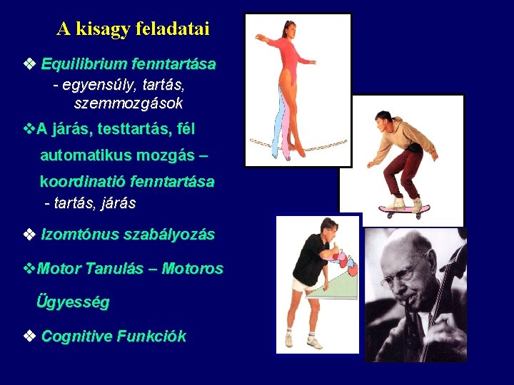 A kisagy feladatai Equilibrium fenntartása - egyensúly, tartás, szemmozgások v. A járás, testtartás, fél