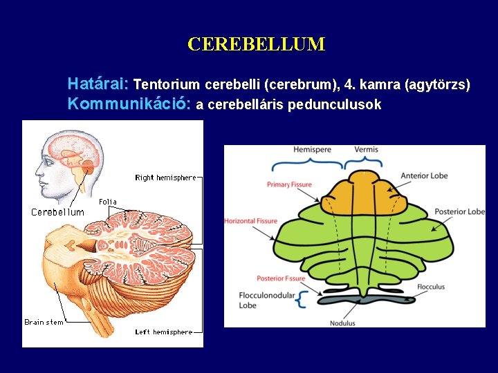 CEREBELLUM Határai: Tentorium cerebelli (cerebrum), 4. kamra (agytörzs) Kommunikáció: a cerebelláris pedunculusok 