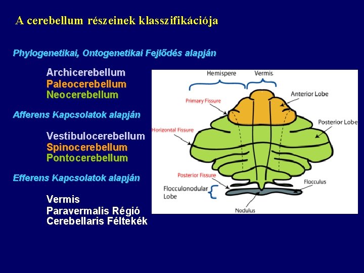 A cerebellum részeinek klasszifikációja Phylogenetikai, Ontogenetikai Fejlődés alapján Archicerebellum Paleocerebellum Neocerebellum Afferens Kapcsolatok alapján