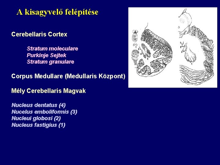 A kisagyvelő felépítése Cerebellaris Cortex Stratum moleculare Purkinje Sejtek Stratum granulare Corpus Medullare (Medullaris