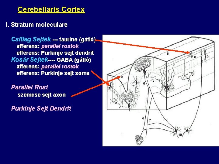 Cerebellaris Cortex I. Stratum moleculare Csillag Sejtek --- taurine (gátló) afferens: parallel rostok efferens: