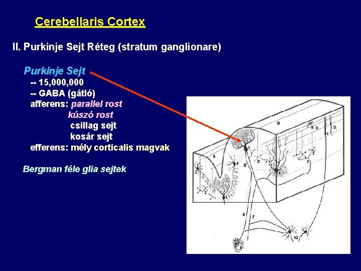 Cerebellaris Cortex II. Purkinje Sejt Réteg (stratum ganglionare) Purkinje Sejt -- 15, 000 --