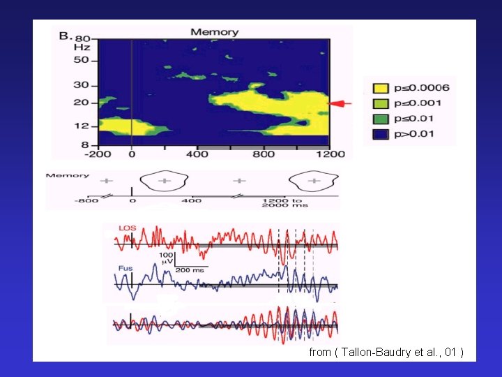 from ( Tallon-Baudry et al. , 01 ) 