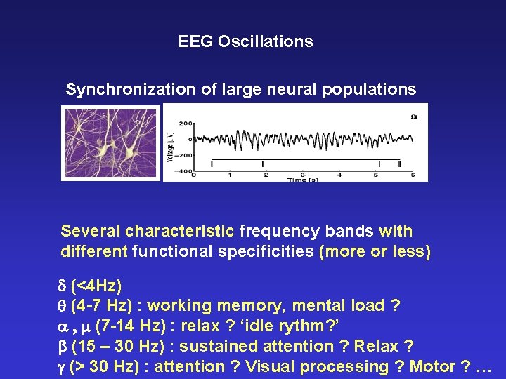 EEG Oscillations Synchronization of large neural populations Several characteristic frequency bands with different functional
