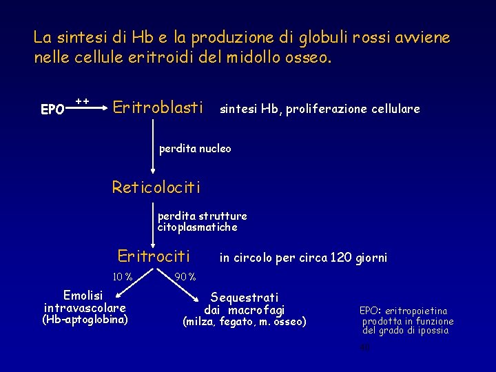 La sintesi di Hb e la produzione di globuli rossi avviene nelle cellule eritroidi