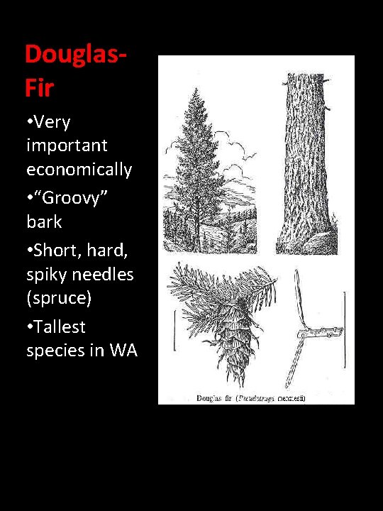 Douglas. Fir • Very important economically • “Groovy” bark • Short, hard, spiky needles