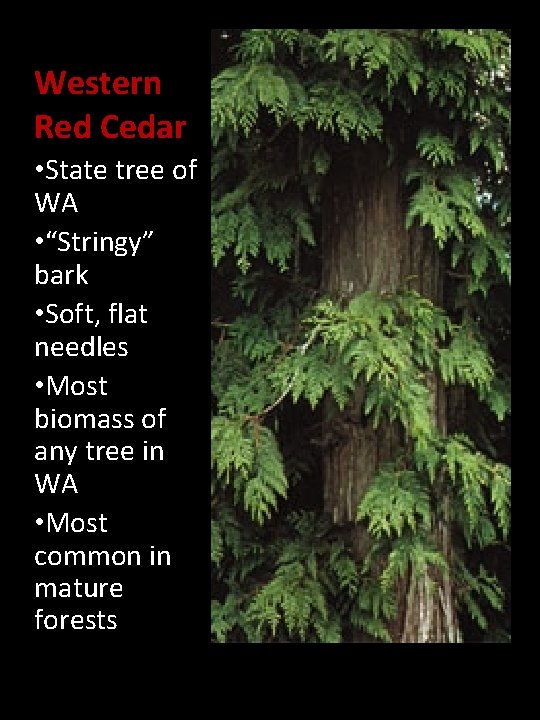 Western Red Cedar • State tree of WA • “Stringy” bark • Soft, flat