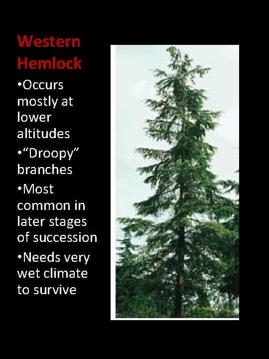 Western Hemlock • Occurs mostly at lower altitudes • “Droopy” branches • Most common