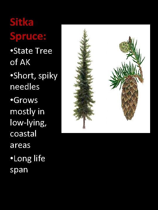 Sitka Spruce: • State Tree of AK • Short, spiky needles • Grows mostly