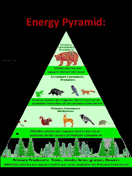 Energy Pyramid: 