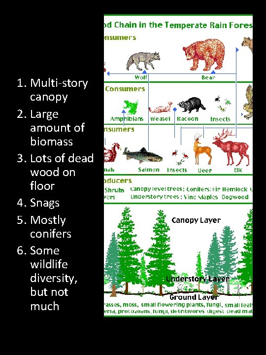 1. Multi-story canopy 2. Large amount of biomass 3. Lots of dead wood on