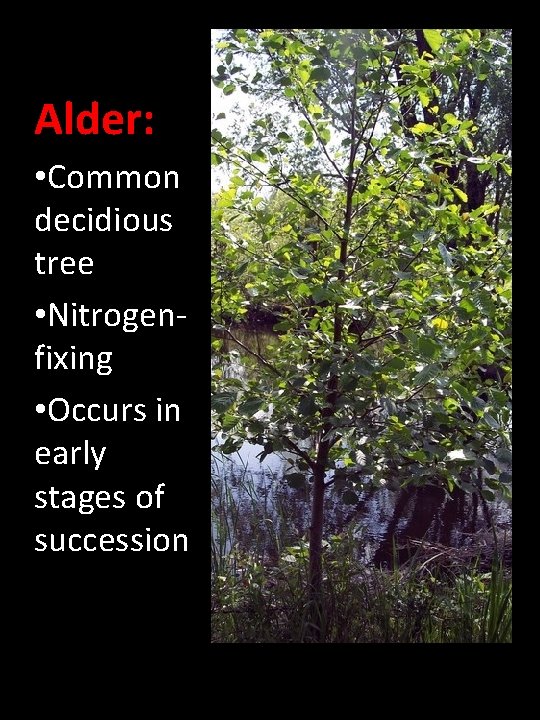 Alder: • Common decidious tree • Nitrogenfixing • Occurs in early stages of succession