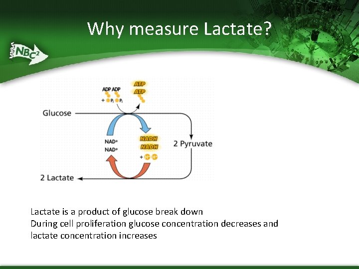 Why measure Lactate? Lactate is a product of glucose break down During cell proliferation