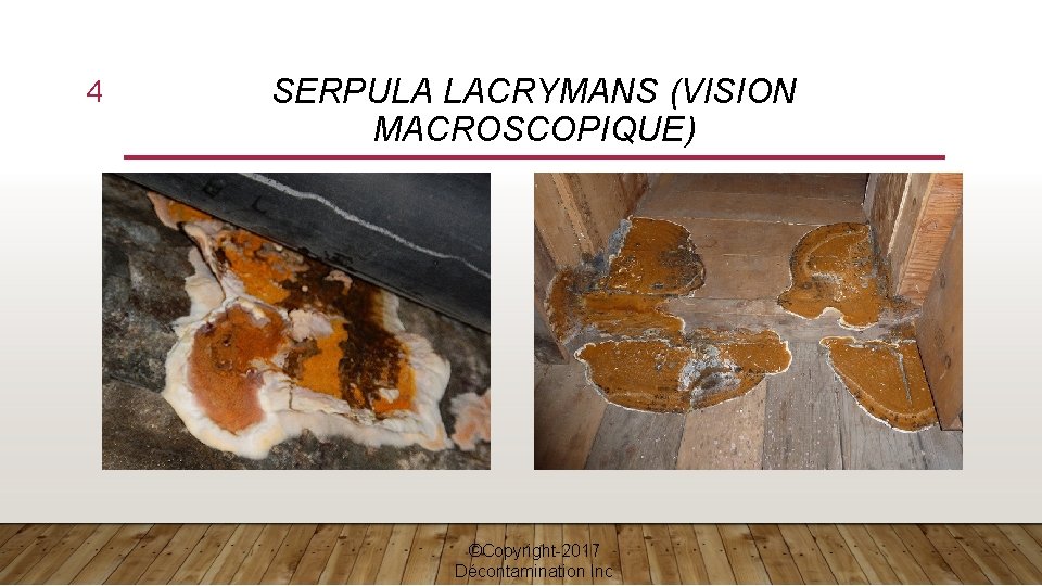 4 SERPULA LACRYMANS (VISION MACROSCOPIQUE) ©Copyright-2017 Décontamination Inc 