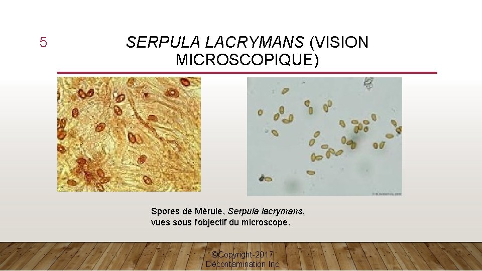 5 SERPULA LACRYMANS (VISION MICROSCOPIQUE) Spores de Mérule, Serpula lacrymans, vues sous l'objectif du