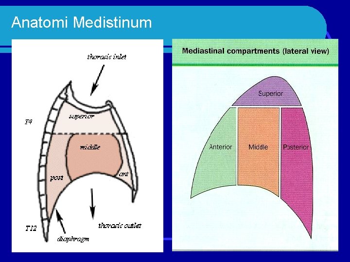 Anatomi Medistinum 