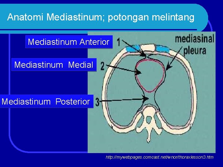 Anatomi Mediastinum; potongan melintang Mediastinum Anterior Mediastinum Medial Mediastinum Posterior http: //mywebpages. comcast. net/wnor/thoraxlesson