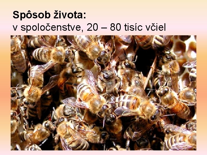 Spôsob života: v spoločenstve, 20 – 80 tisíc včiel 