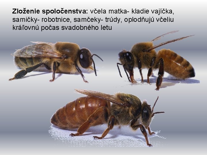 Zloženie spoločenstva: včela matka- kladie vajíčka, samičky- robotnice, samčeky- trúdy, oplodňujú včeliu kráľovnú počas