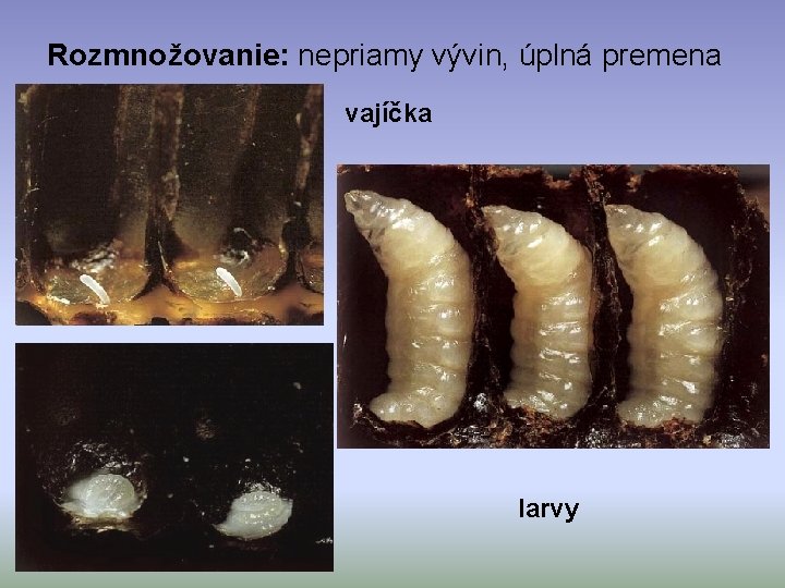 Rozmnožovanie: nepriamy vývin, úplná premena vajíčka larvy 