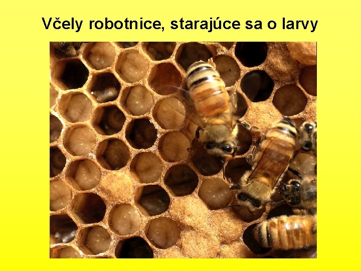 Včely robotnice, starajúce sa o larvy 
