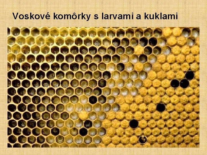 Voskové komôrky s larvami a kuklami 