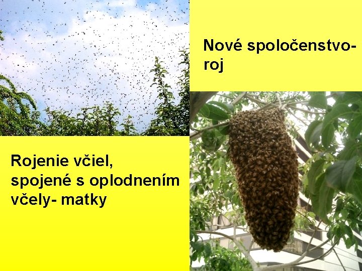 Nové spoločenstvo- roj Rojenie včiel, spojené s oplodnením včely- matky 