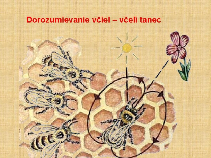  Dorozumievanie včiel – včelí tanec 