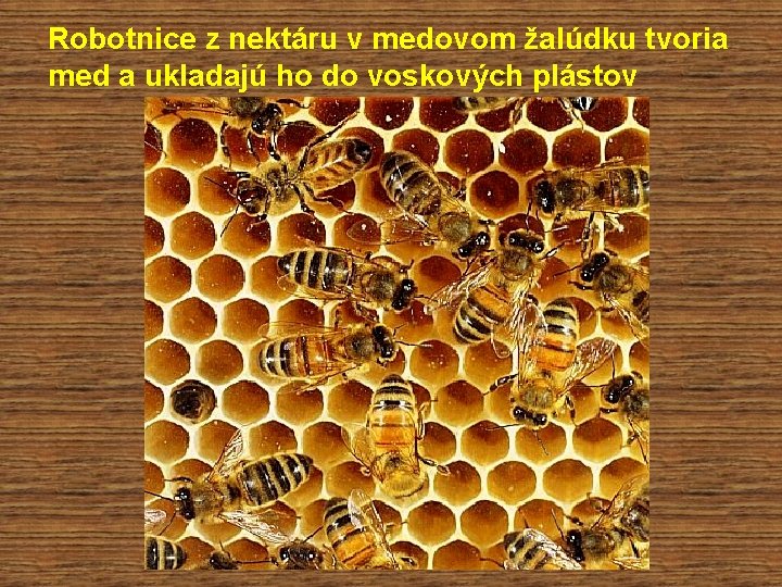 Robotnice z nektáru v medovom žalúdku tvoria med a ukladajú ho do voskových plástov