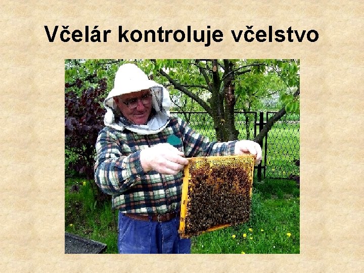 Včelár kontroluje včelstvo 