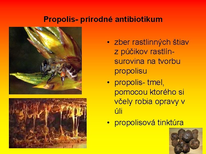 Propolis- prírodné antibiotikum • zber rastlinných štiav z púčikov rastlínsurovina na tvorbu propolisu •