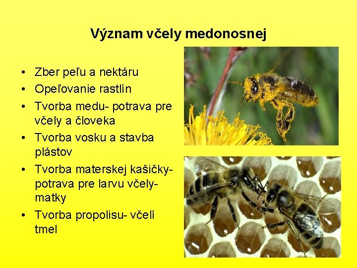 Význam včely medonosnej • Zber peľu a nektáru • Opeľovanie rastlín • Tvorba medu-