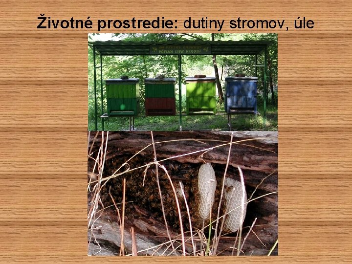 Životné prostredie: dutiny stromov, úle 