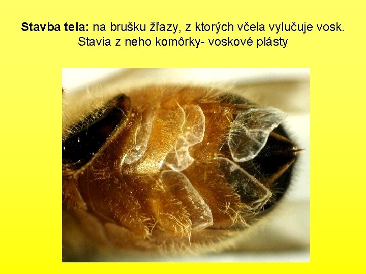 Stavba tela: na brušku žľazy, z ktorých včela vylučuje vosk. Stavia z neho komôrky-