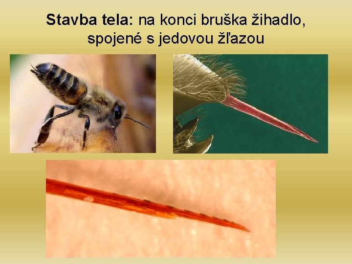 Stavba tela: na konci bruška žihadlo, spojené s jedovou žľazou 