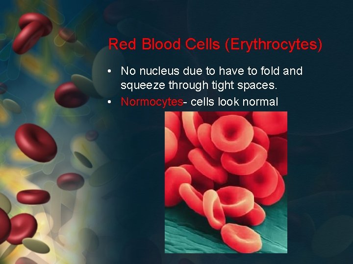 Red Blood Cells (Erythrocytes) • No nucleus due to have to fold and squeeze