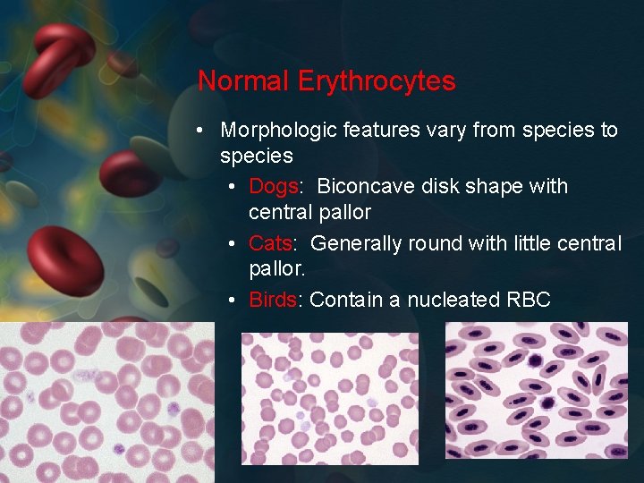 Normal Erythrocytes • Morphologic features vary from species to species • Dogs: Biconcave disk