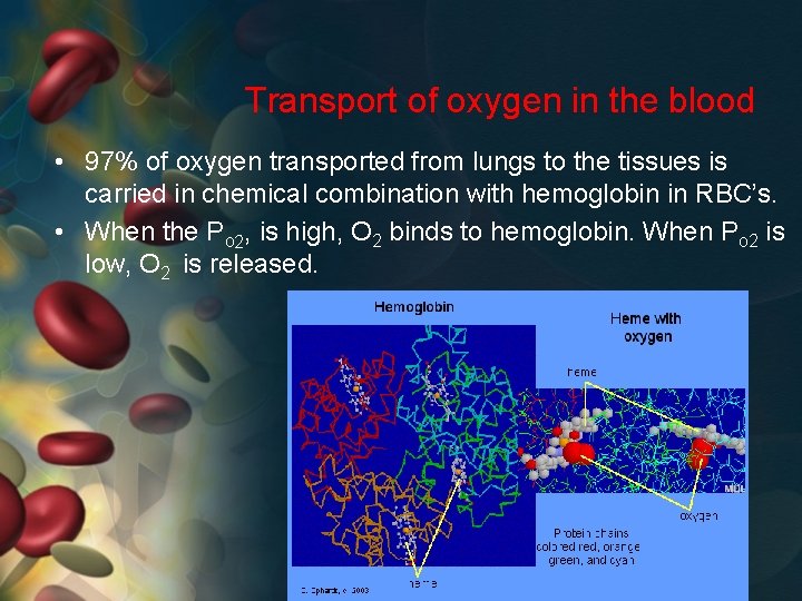 Transport of oxygen in the blood • 97% of oxygen transported from lungs to