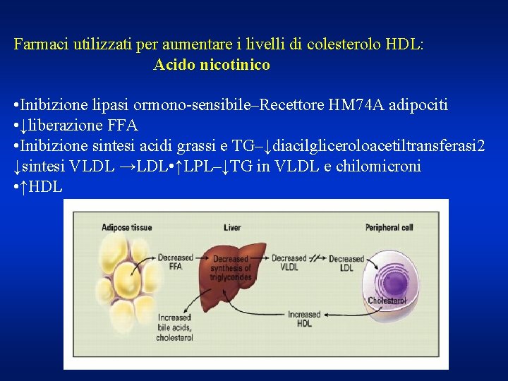 Farmaci utilizzati per aumentare i livelli di colesterolo HDL: Acido nicotinico • Inibizione lipasi