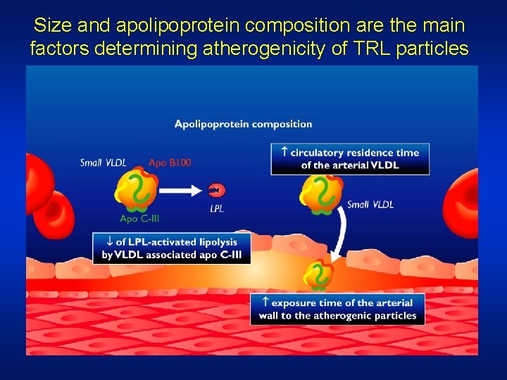 Size and apolipoprotein composition are the main factors determining atherogenicity of TRL particles 